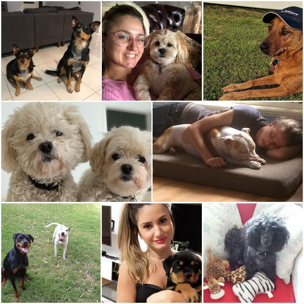 Dog Appreciation Day 2019