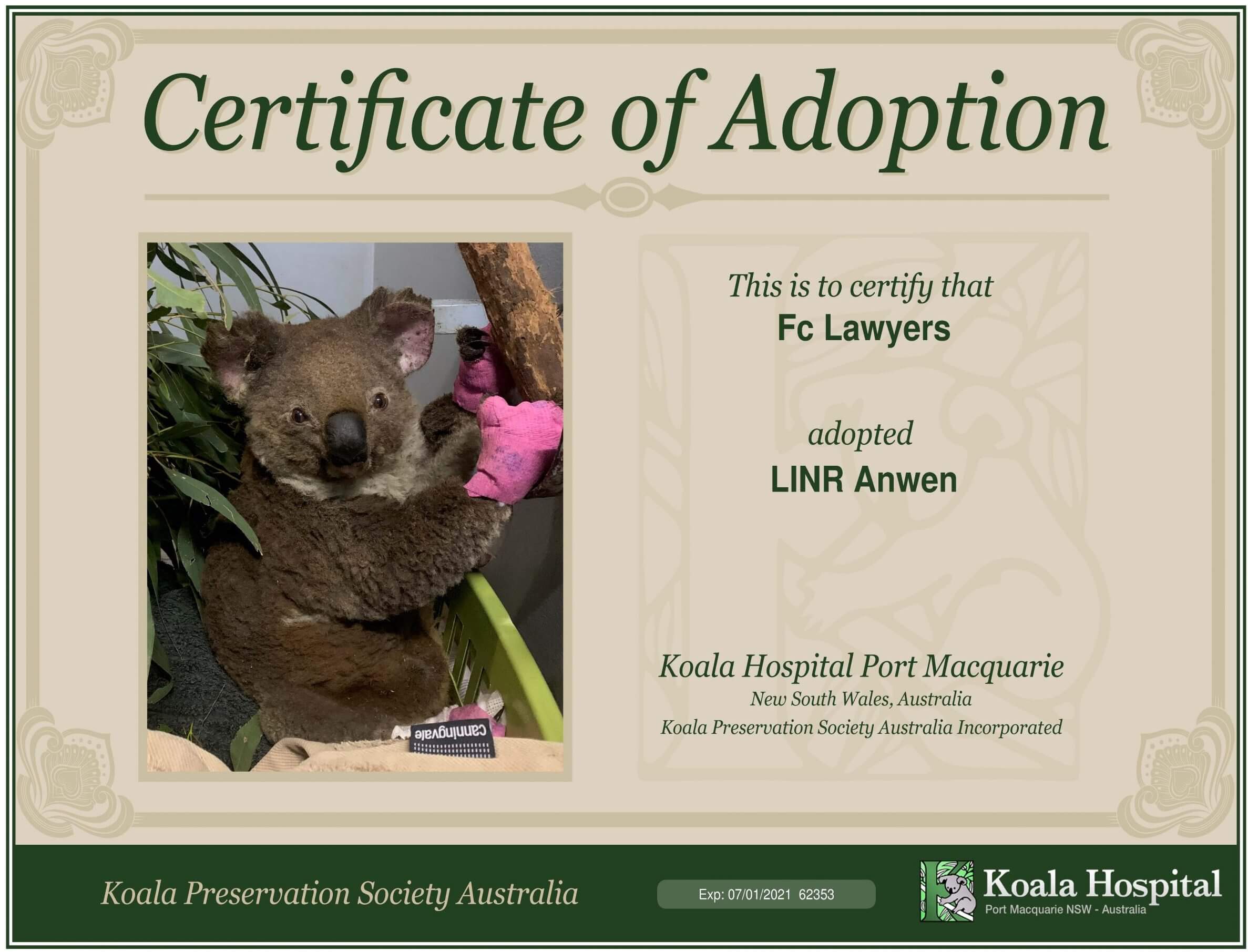 Anwen – Port Macquarie Koala Hospital Adoption