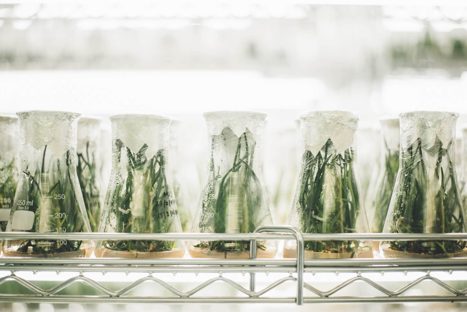 The collection and use of native biological material from the land or water in Queensland