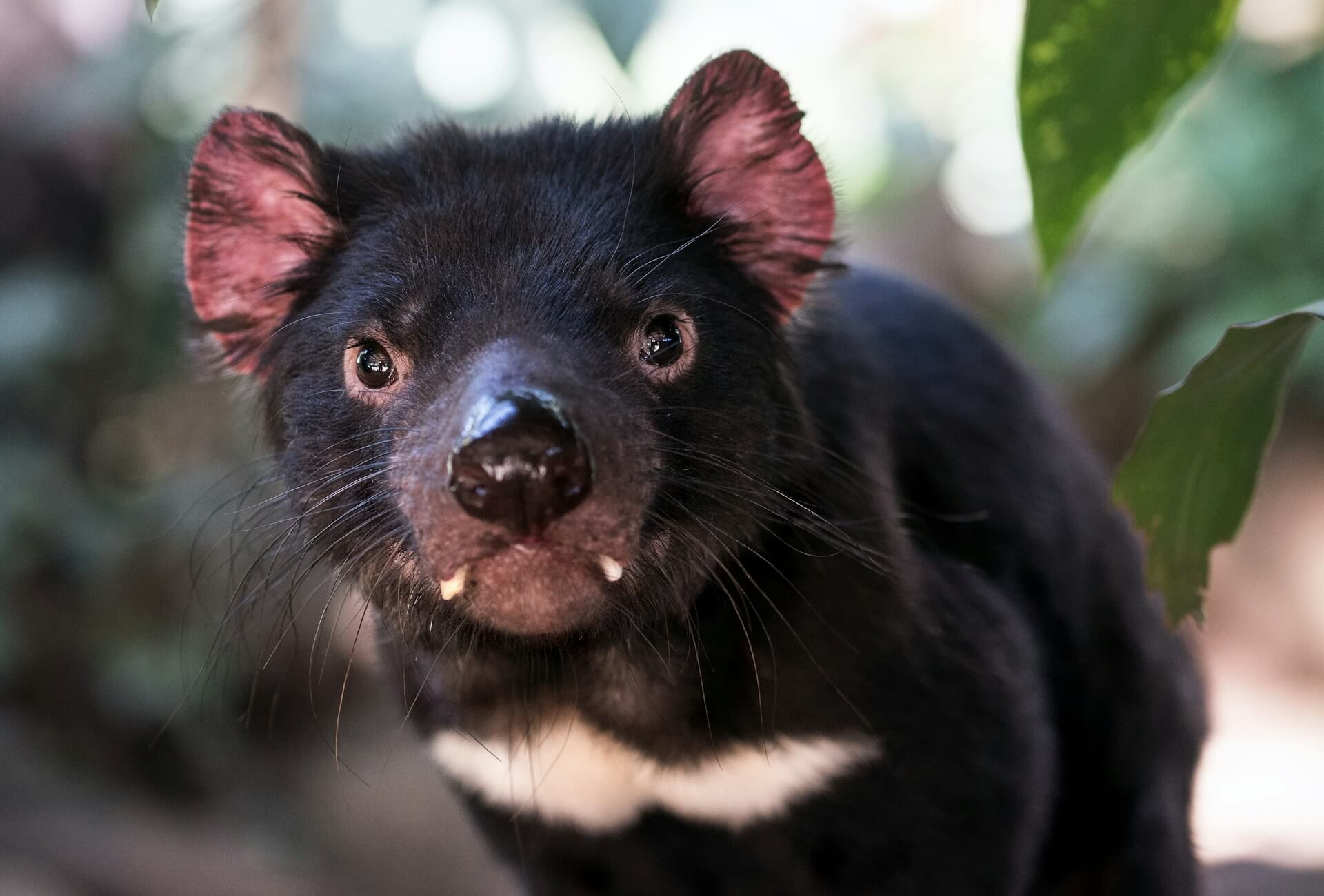 Co-existence agreement in trade mark law. What is in a name? Ask the Tassie Devils